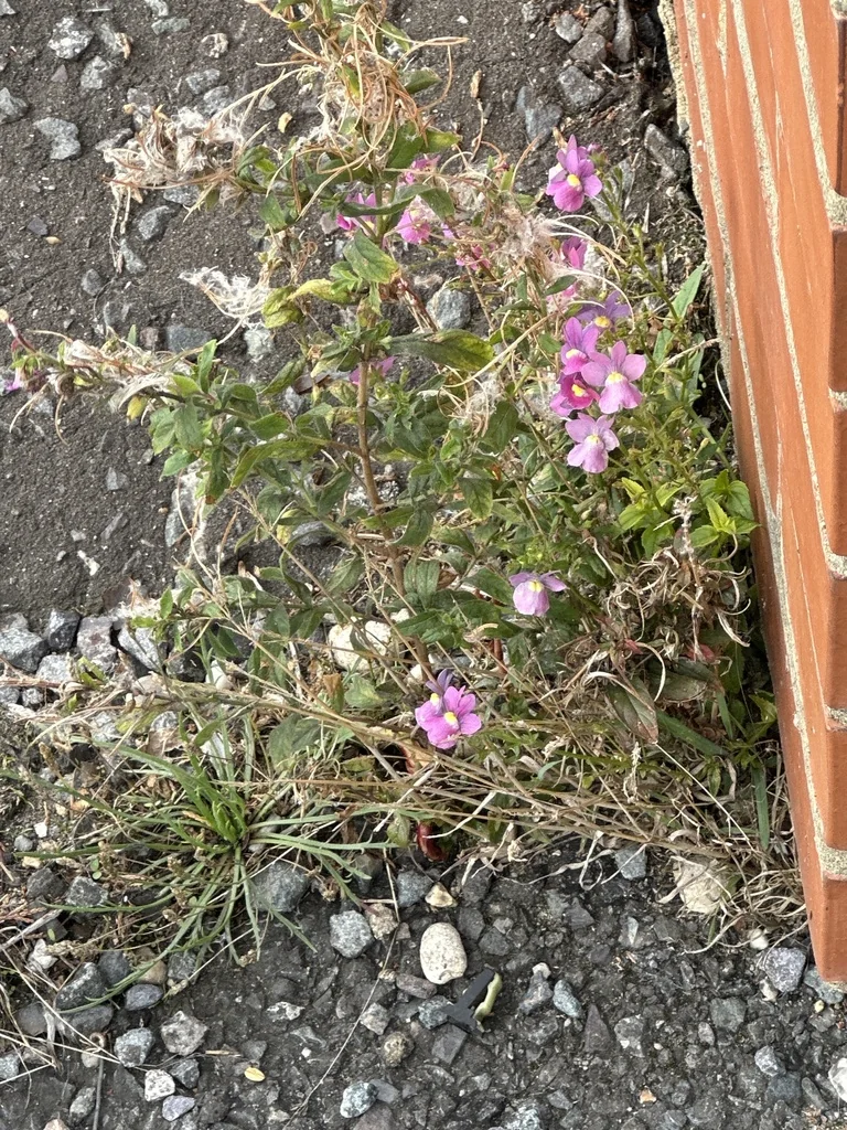 Nemesia fruticans