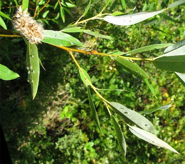 Salix Lucida Ssp. Lasiandra