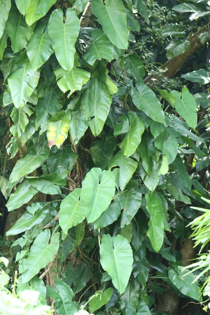 Philodendron erubescens