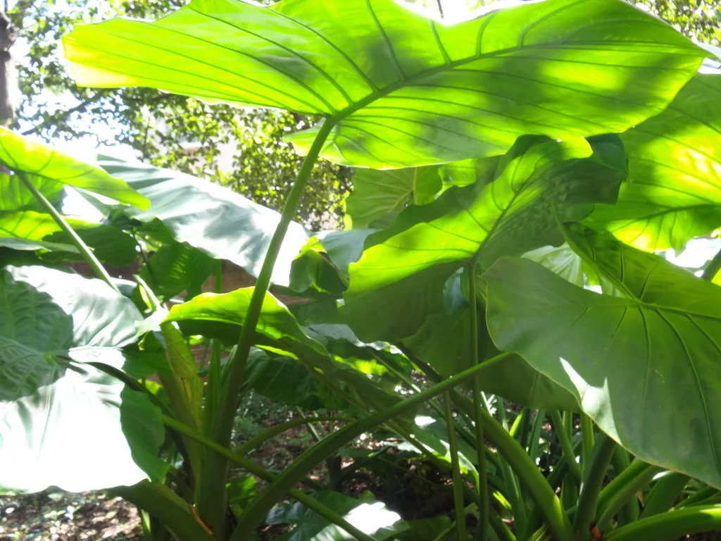 Alocasia plumbea