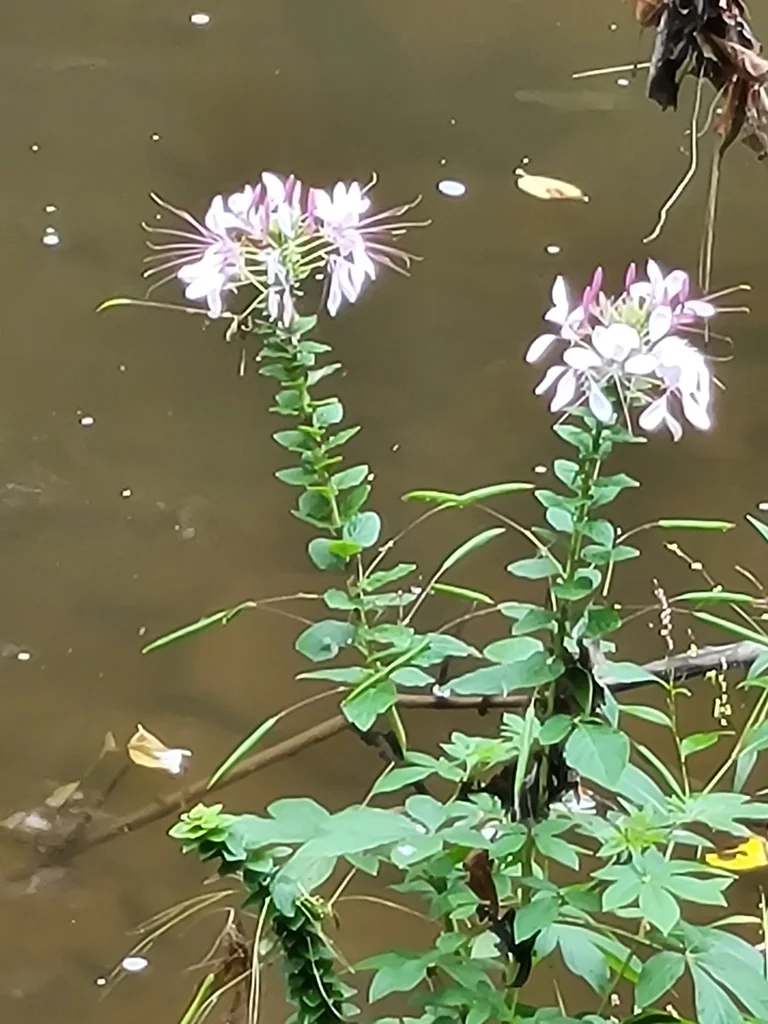 Cleome hassleriana