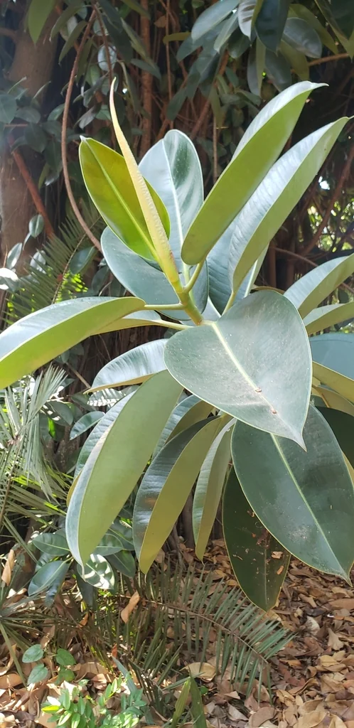 Ficus elastica