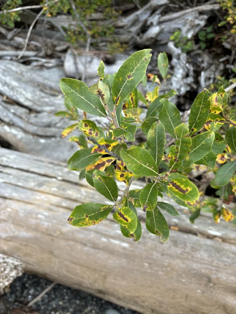 Salix Scouleriana