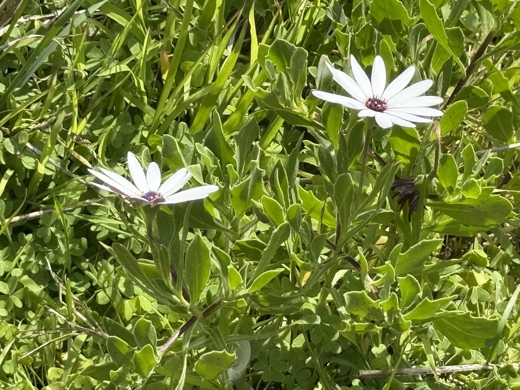 Osteospermum Fruticosum