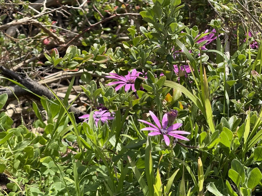 Osteospermum Fruticosum