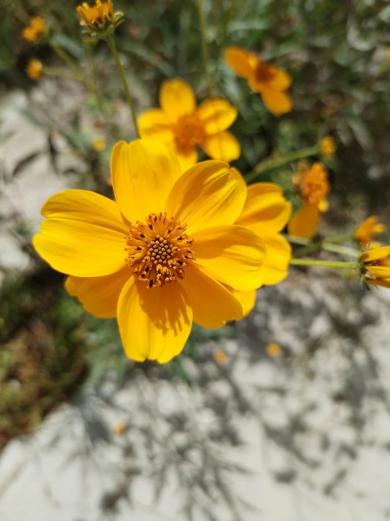 Bidens ferulifolia