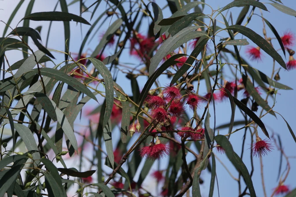 Eucalyptus Leucoxylon