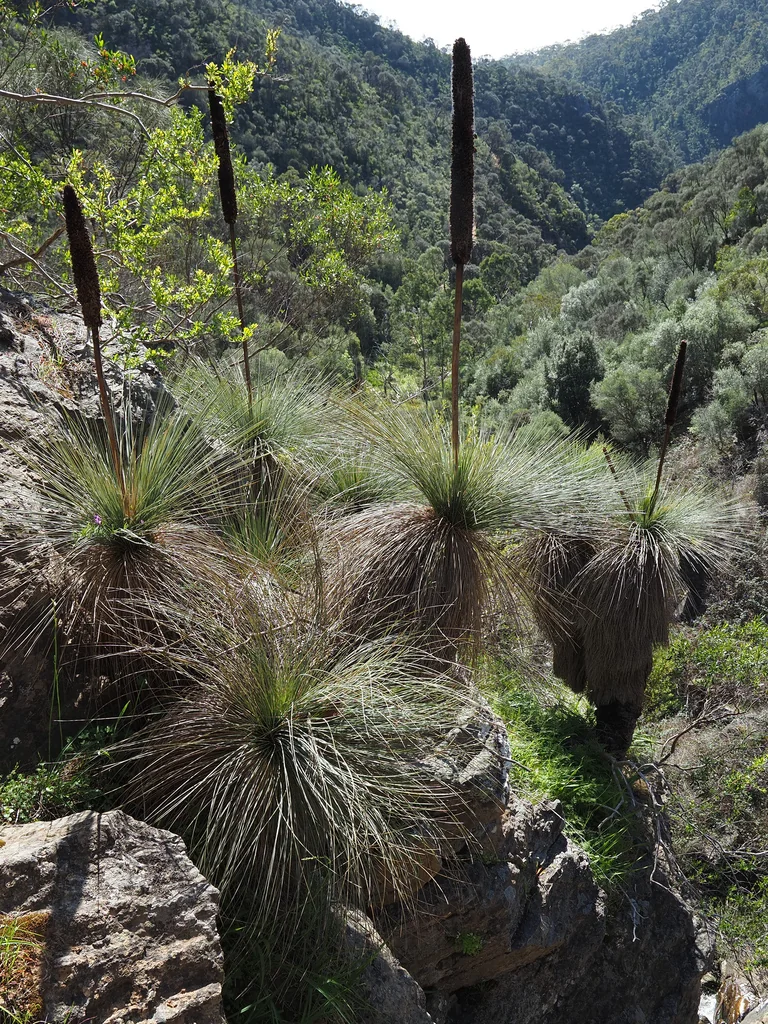 Xanthorrhoea Quadrangulata