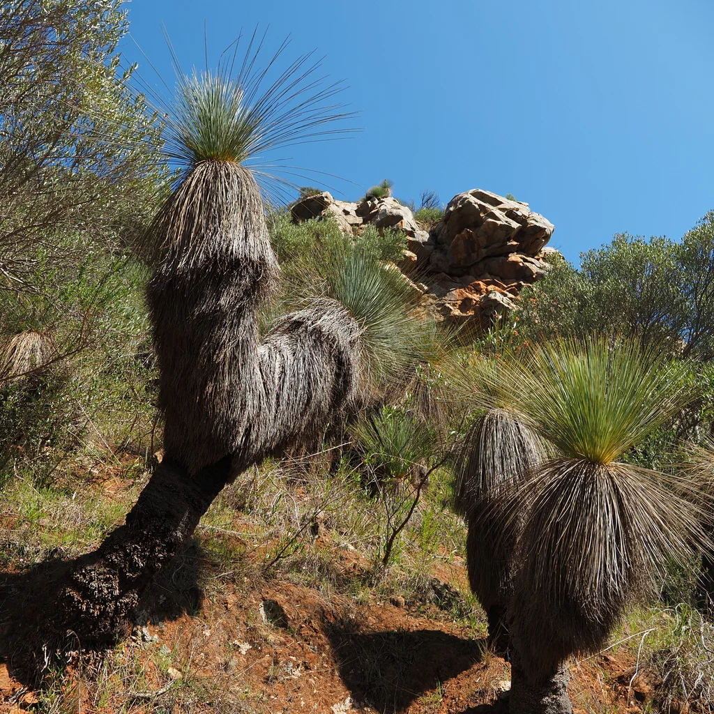 Xanthorrhoea Quadrangulata