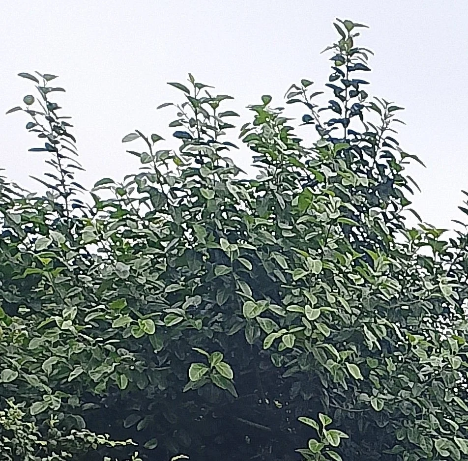 Ficus benghalensis