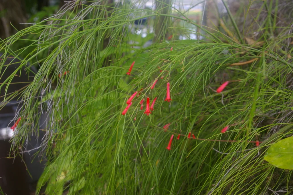 Russelia Equisetiformis
