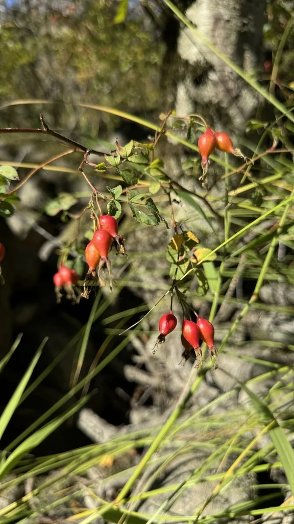 Rosa Pisocarpa