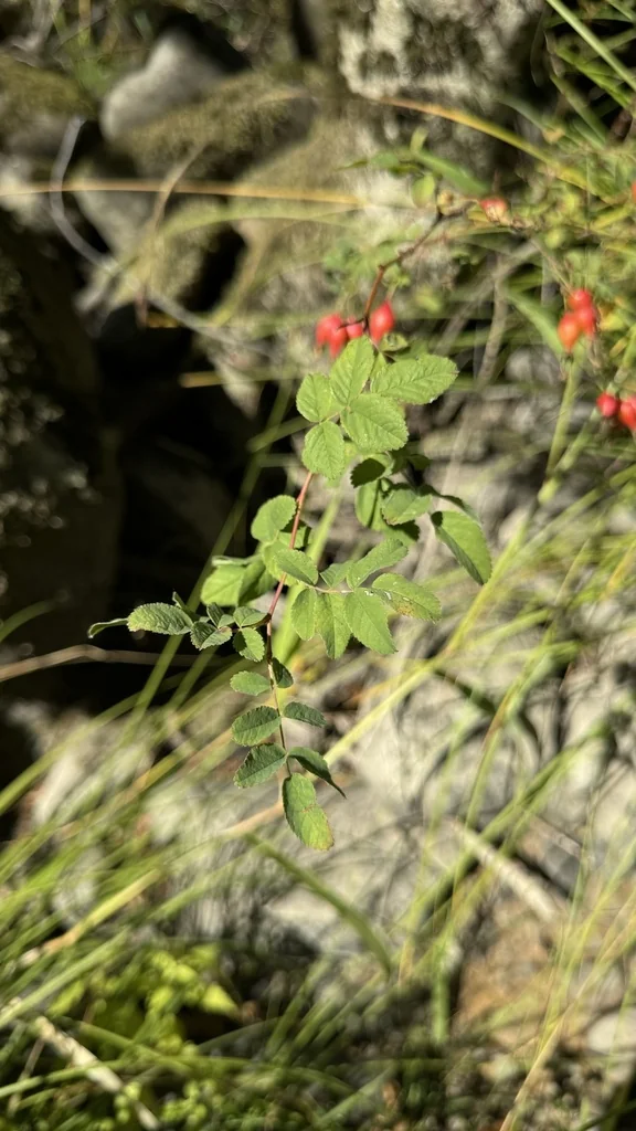 Rosa Pisocarpa