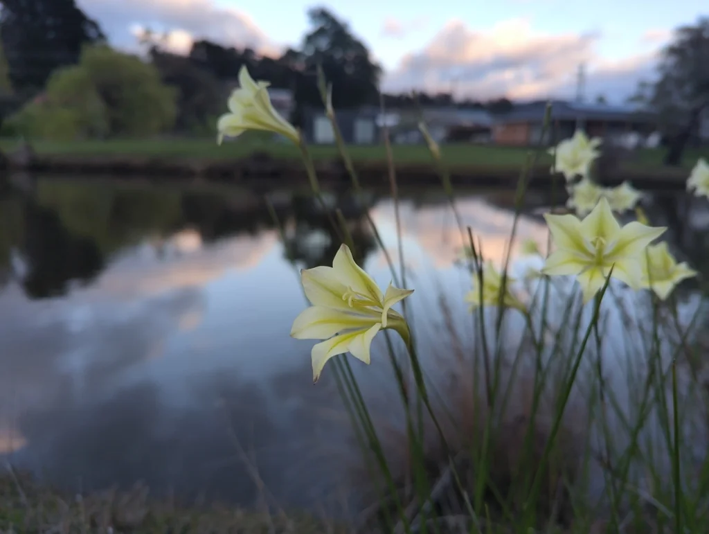 Gladiolus Tristis