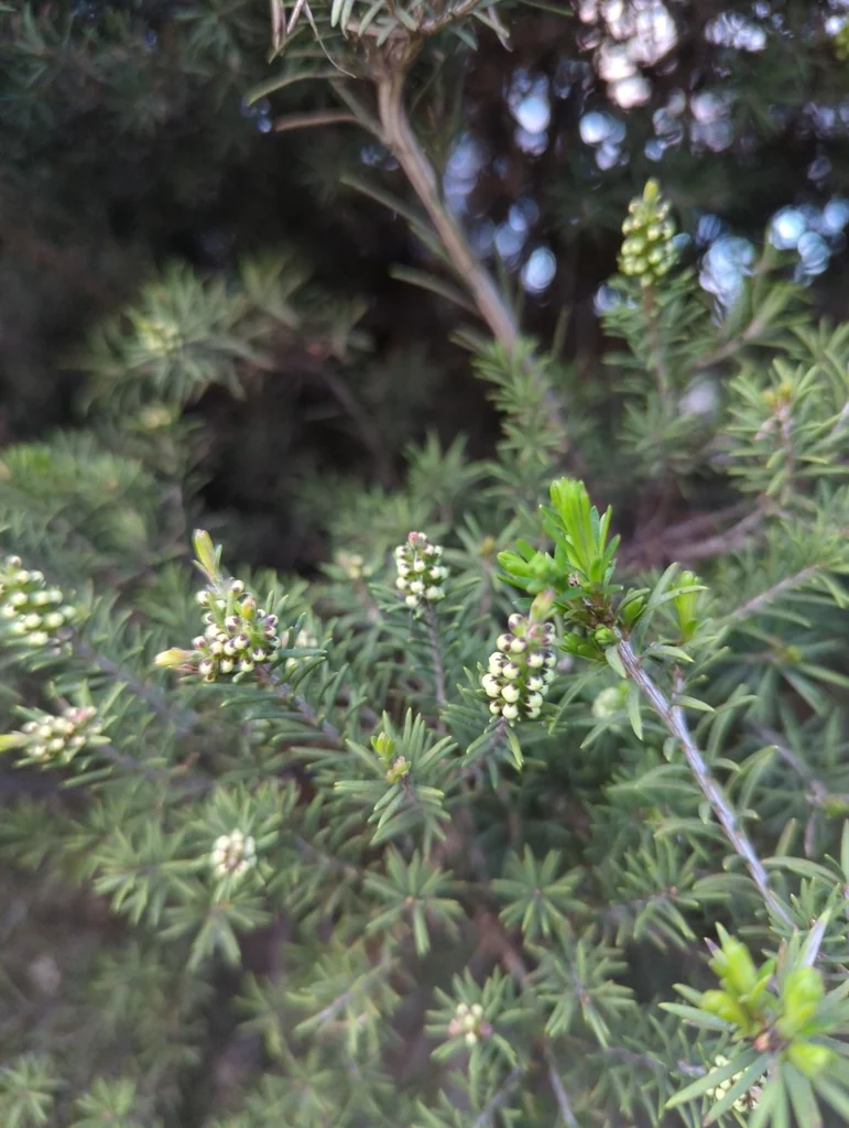 Melaleuca Ericifolia