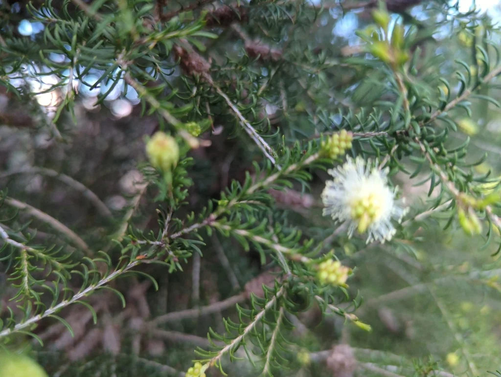 Melaleuca Ericifolia
