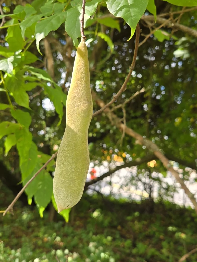 Wisteria Sinensis