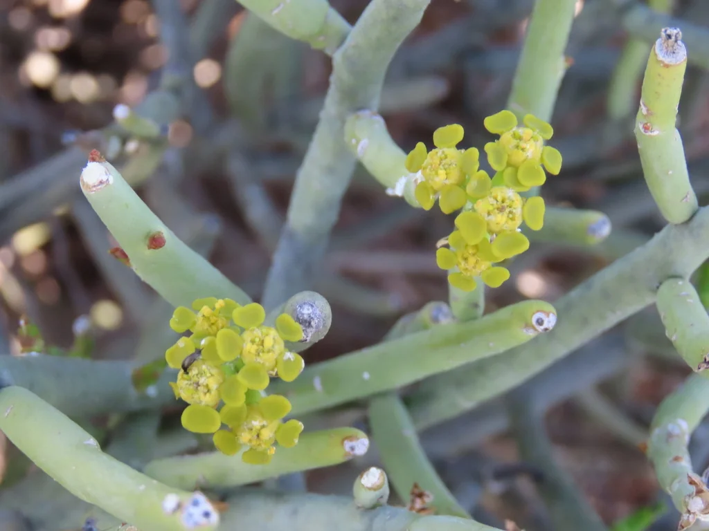 Euphorbia Mauritanica
