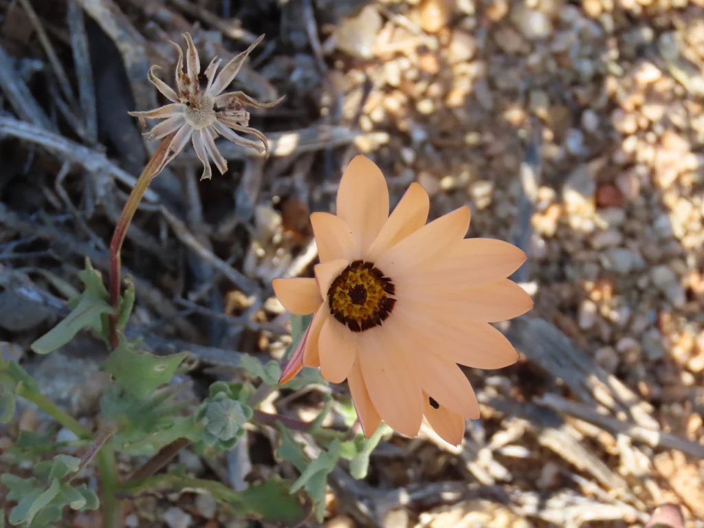 Dimorphotheca Aurantiaca