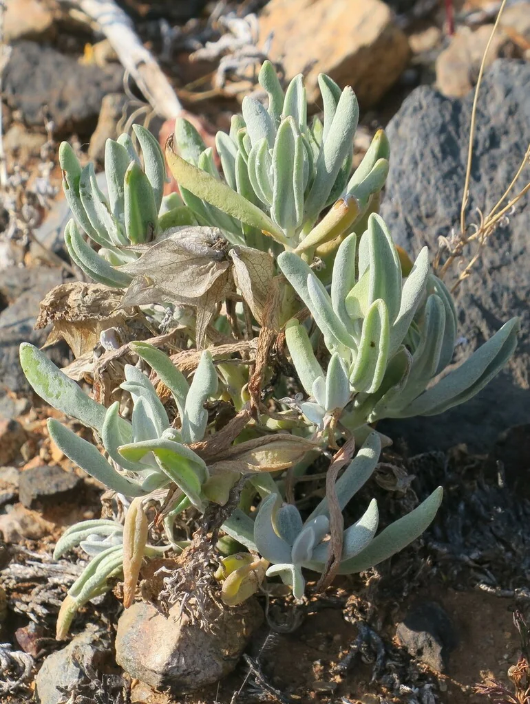 Didelta carnosa