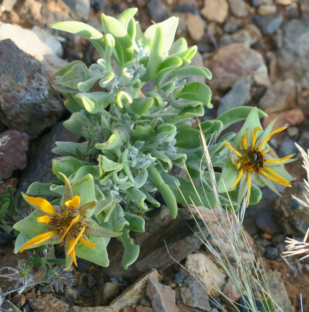 Didelta carnosa