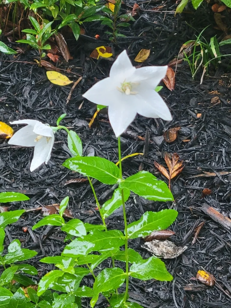 Platycodon Grandiflorus