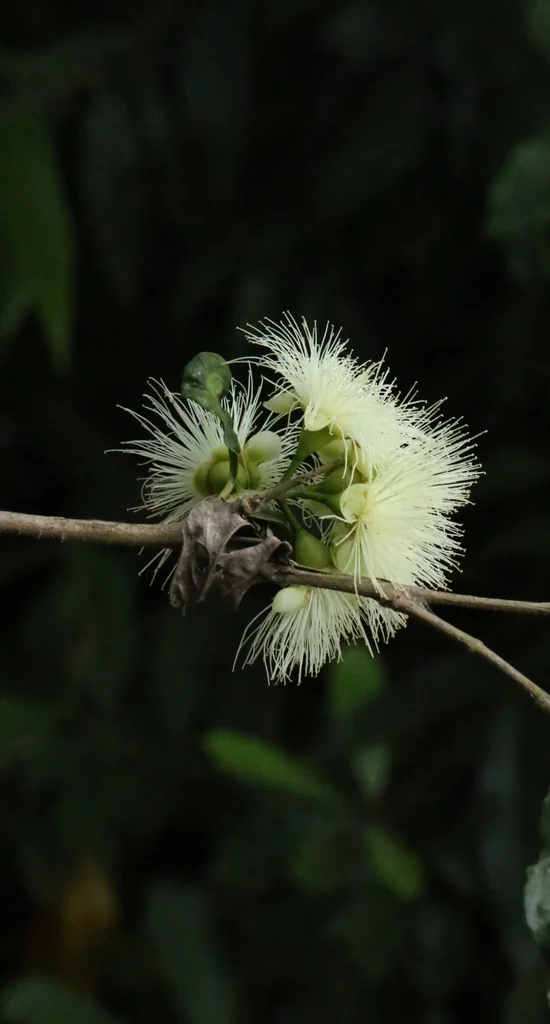 Syzygium Jambos