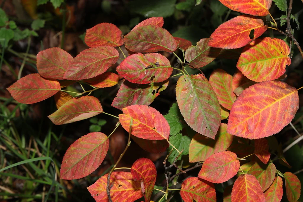 Amelanchier Lamarckii