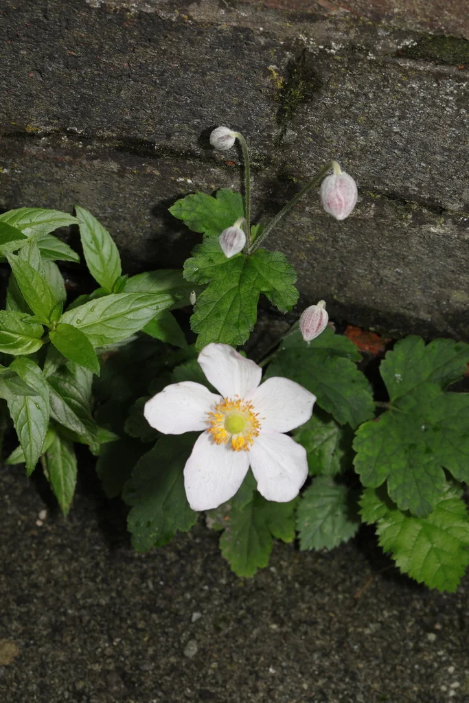 Anemone X Hybrida
