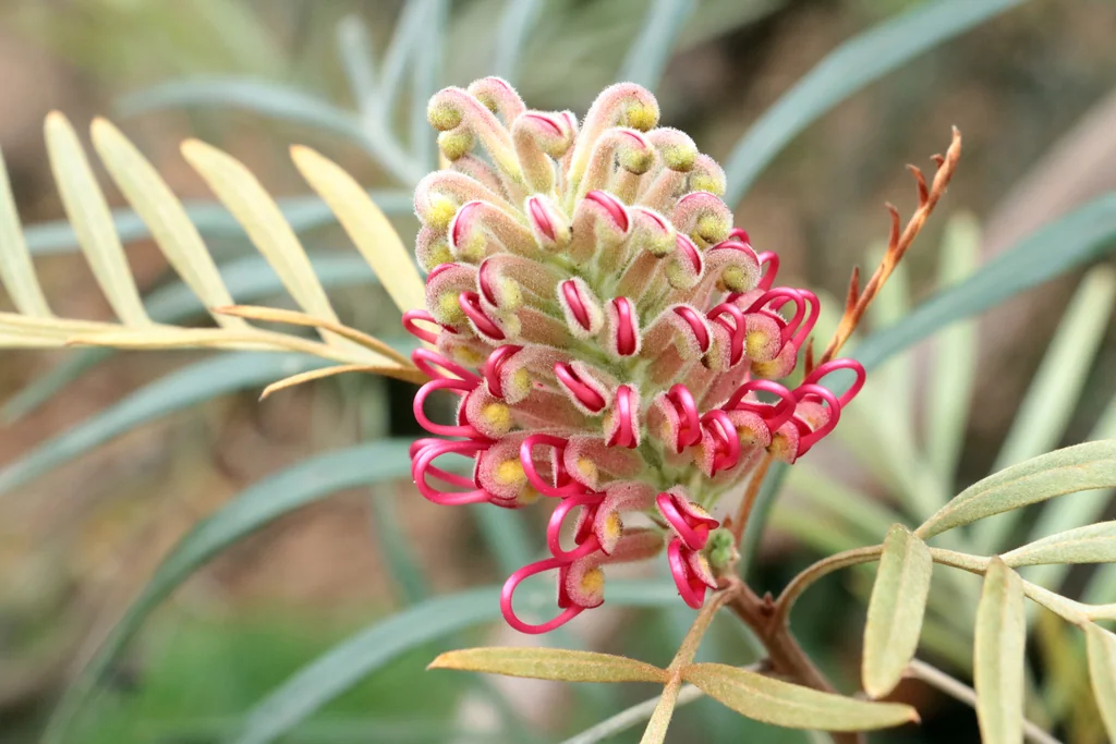 Grevillea Banksii