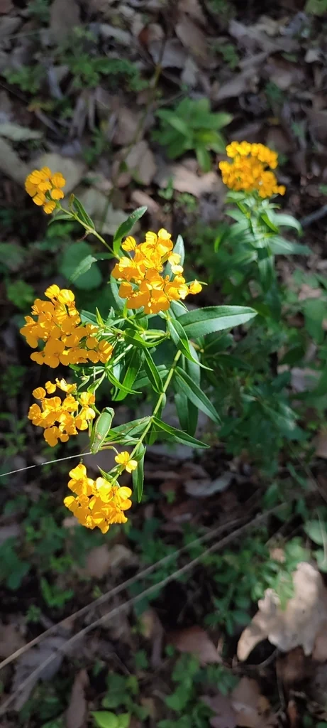 Tagetes Lucida