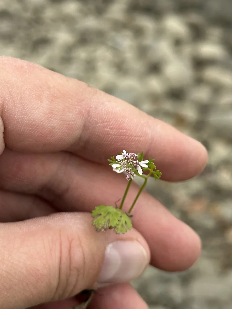 Coriandrum Sativum