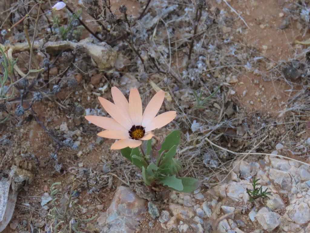 Dimorphotheca Aurantiaca