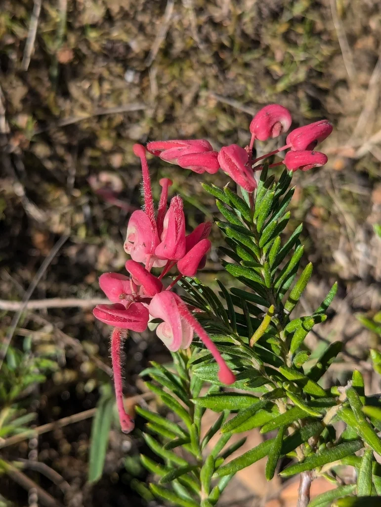 Grevillea Rosmarinifolia