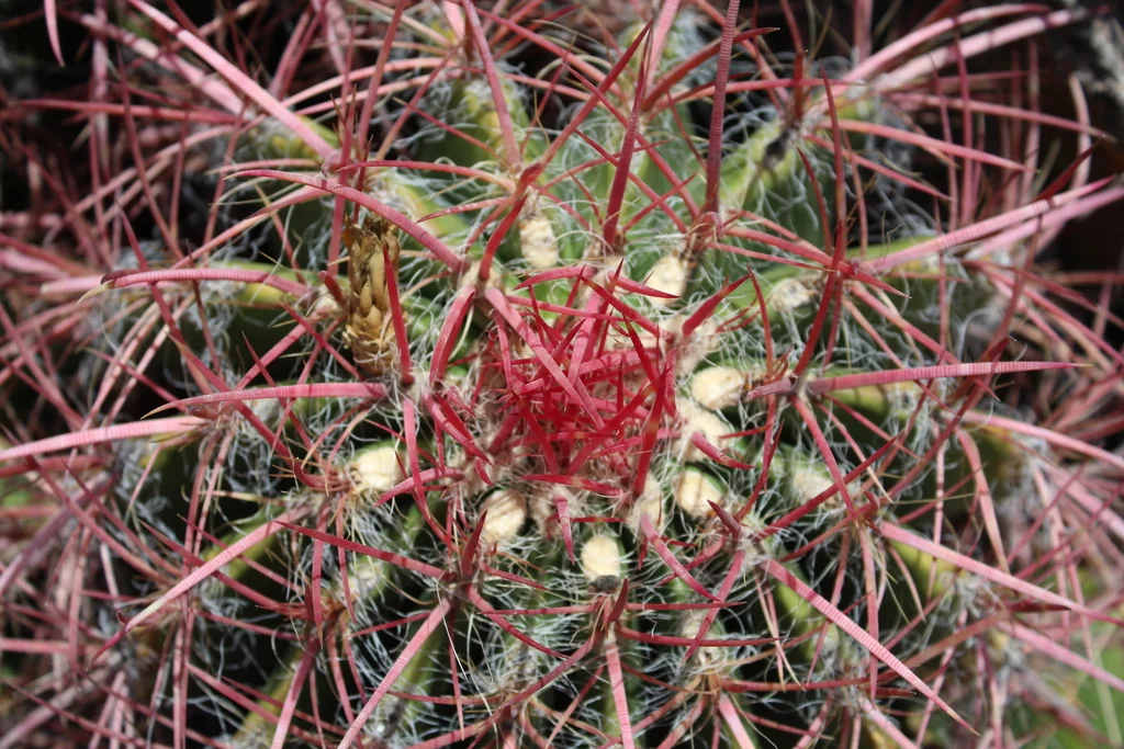 Ferocactus Pilosus