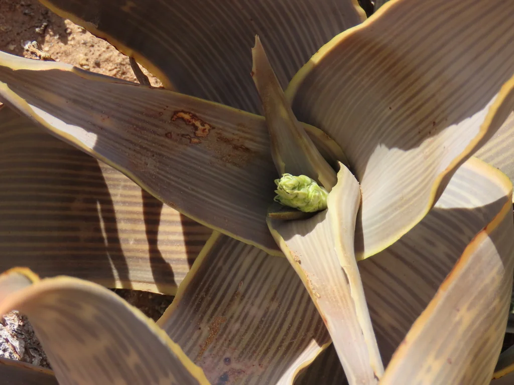 Aloe Striata Ssp. Karasbergensis