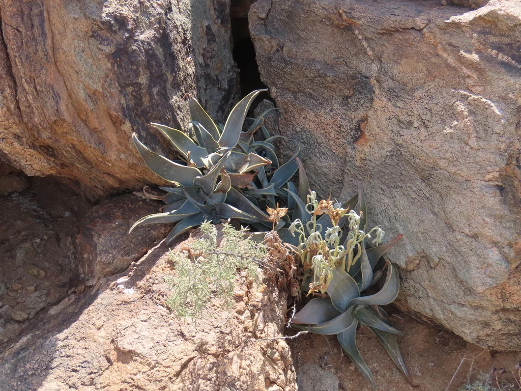 Aloe Striata Ssp. Karasbergensis
