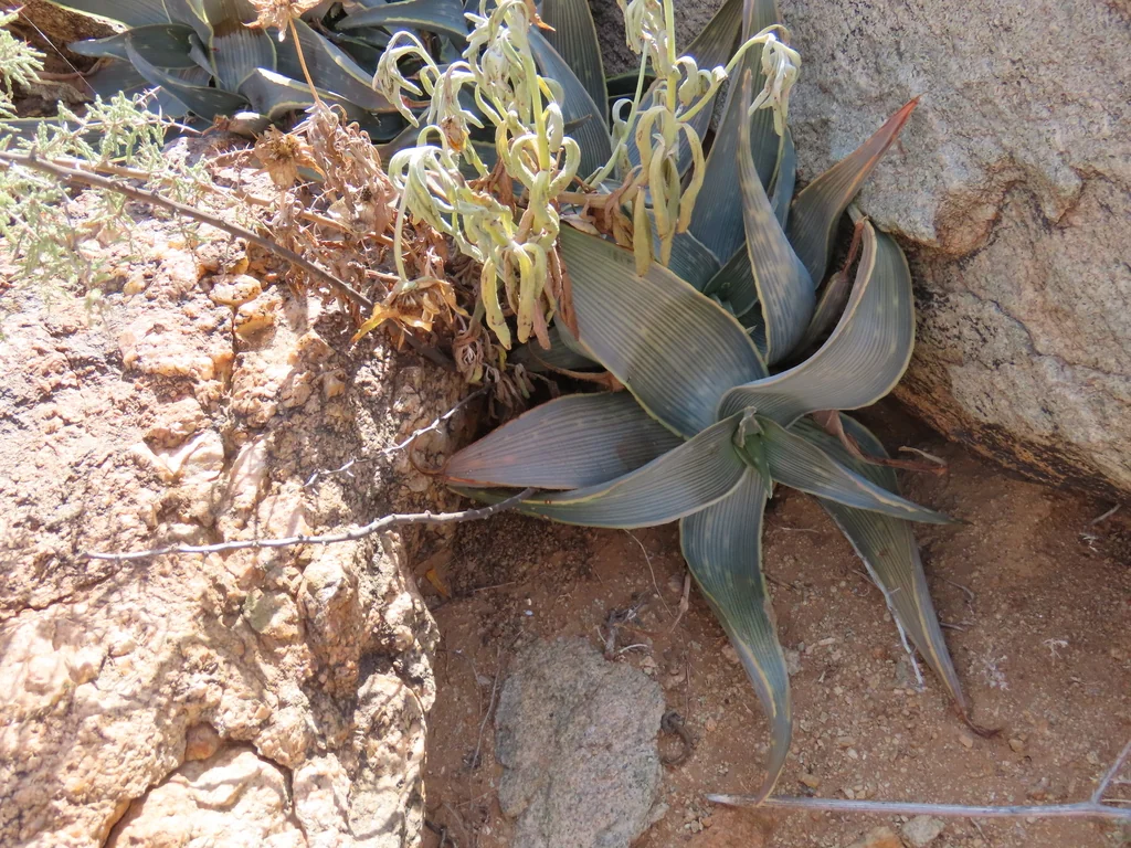 Aloe Striata Ssp. Karasbergensis