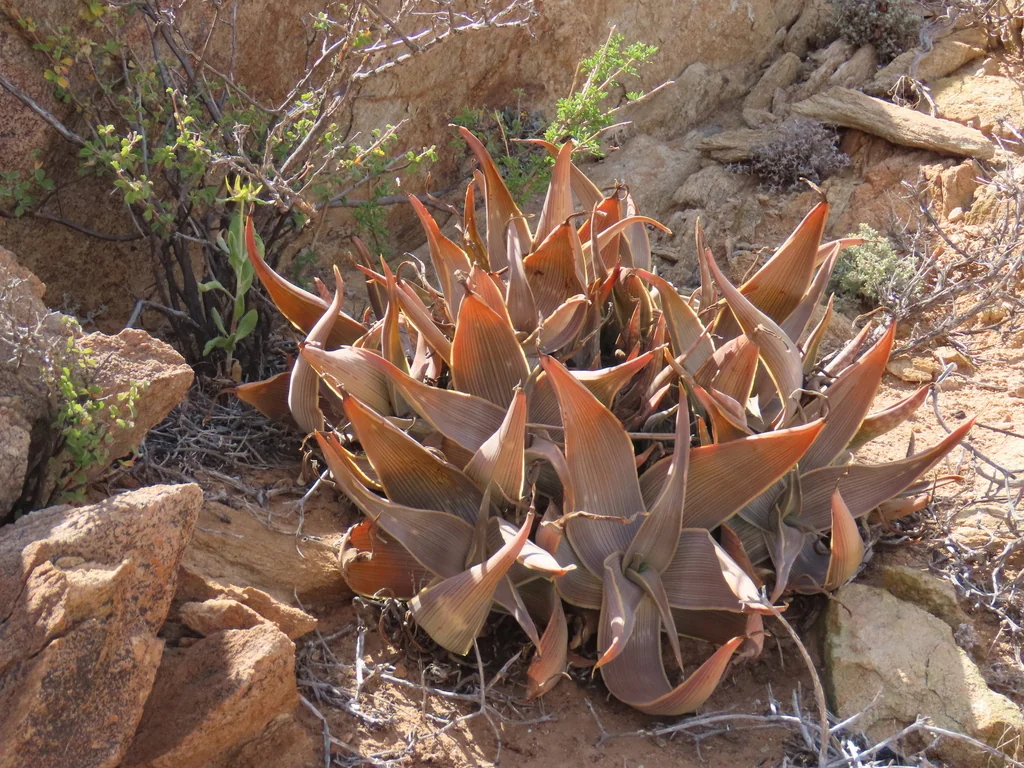 Aloe Striata Ssp. Karasbergensis