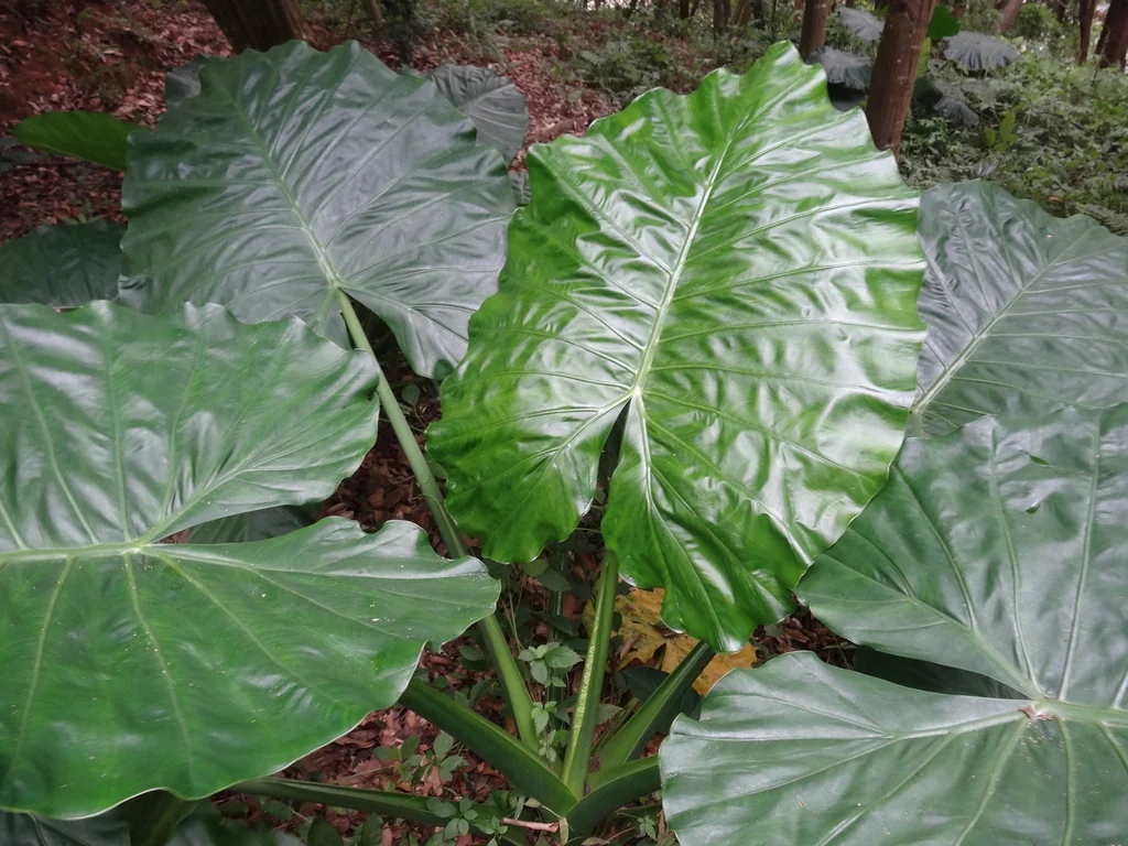 Alocasia plumbea