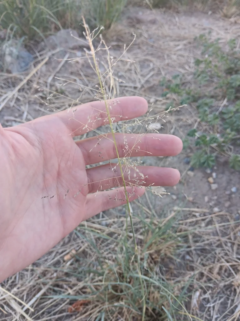 Sporobolus Airoides