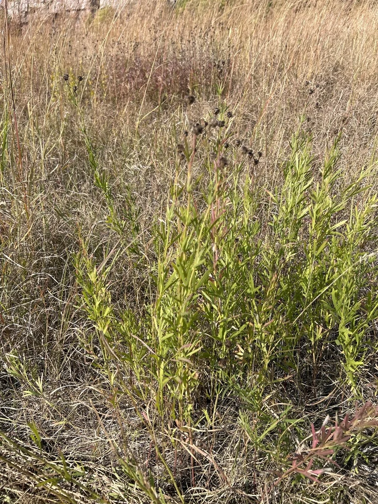 Coreopsis Palmata