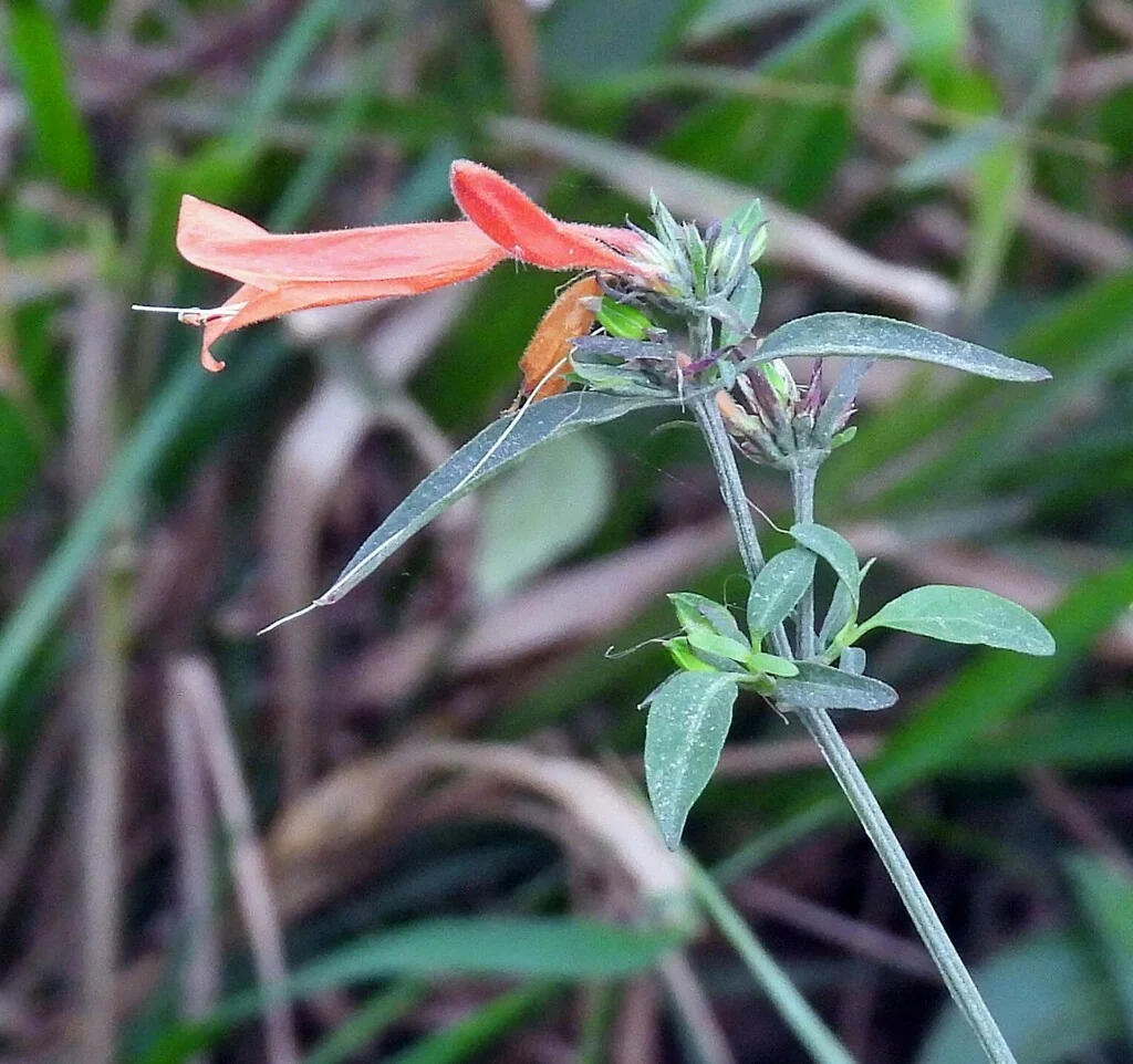 Dicliptera Suberecta