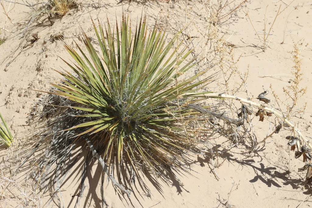 Yucca Baileyi