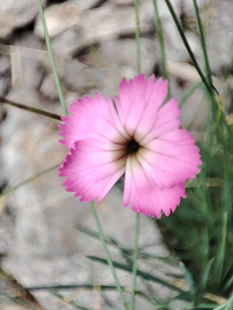 Dianthus Caryophyllus