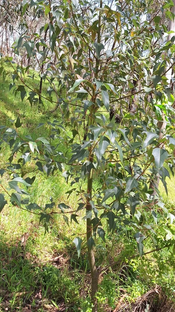 Brachychiton Populneus