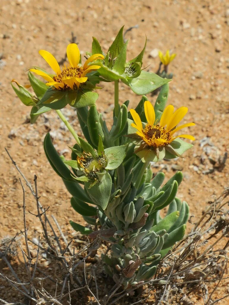 Didelta carnosa