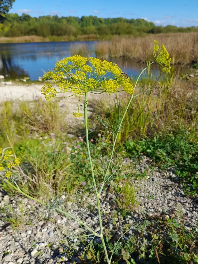 Anethum Graveolens