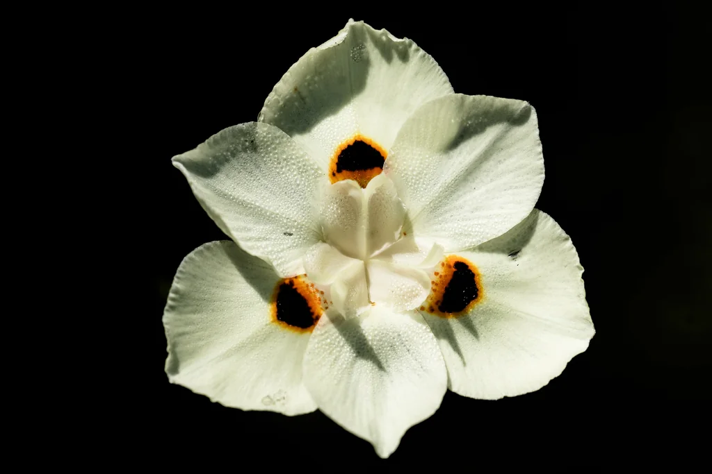 Dietes Bicolor