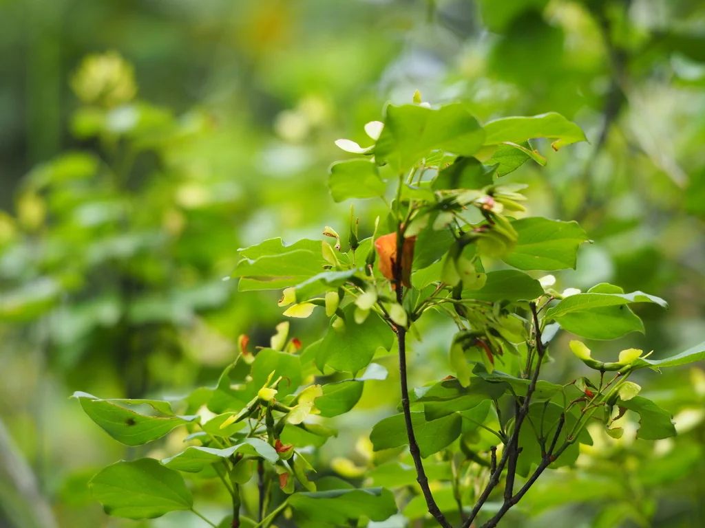 Acer Buergerianum